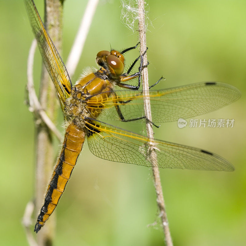 蓝色追逐者(Libellula fulva)雌性